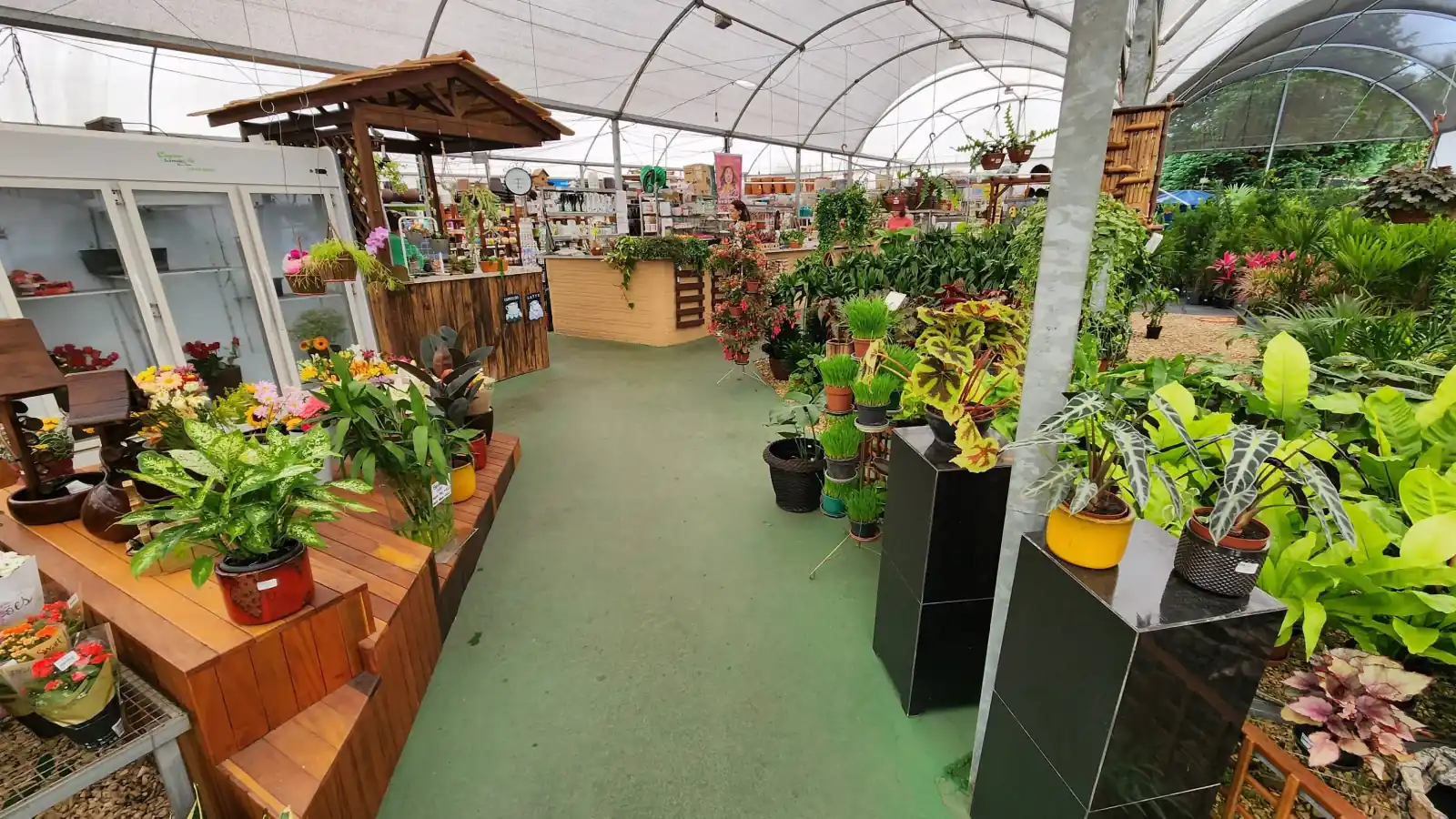 Interior da Floricultura Capim Limão, no Ahú, em Curitiba, com plantas ornamentais e flores expostas na estufa