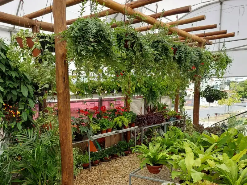 Pergolado com plantas pendentes e samambaias na Floricultura Capim Limão
