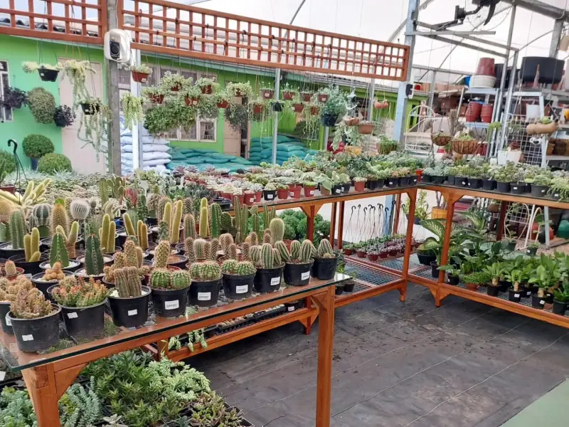 Bancada de cactos e suculentas à venda na Floricultura Capim Limão, no Ahú